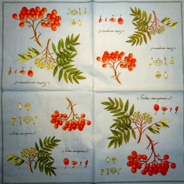 057 Beeren - 3-lagig - Ihr
